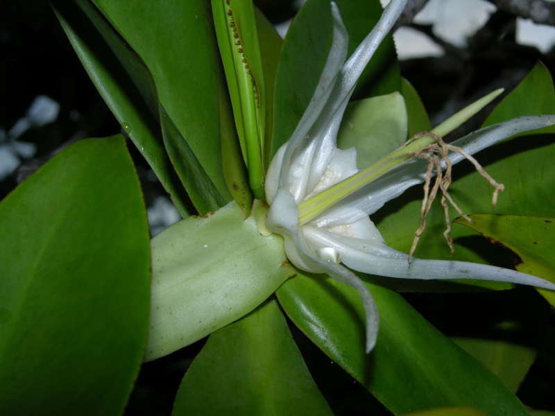 Pelliciera rhizophorae flowers
